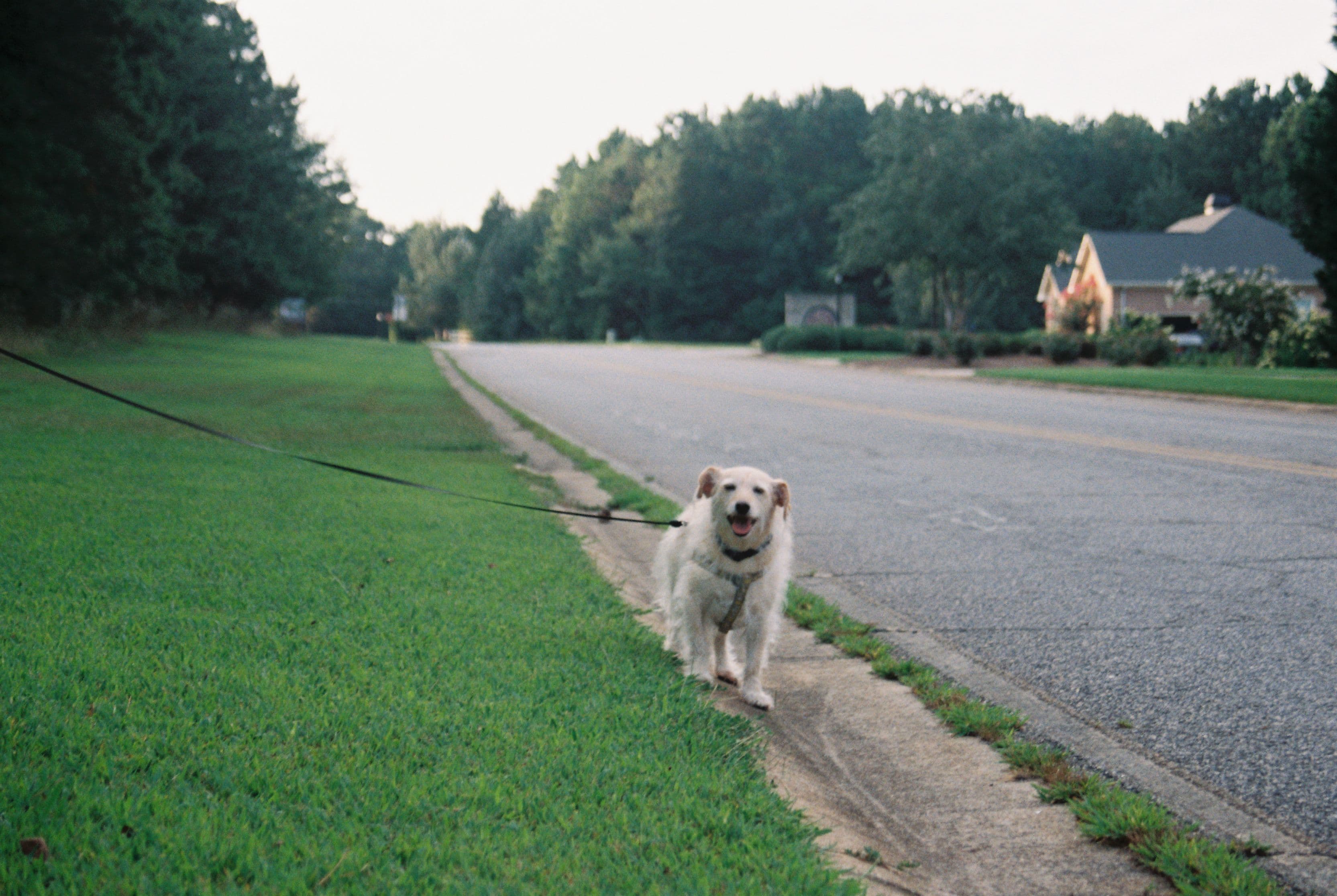 Dog on a leash in a residential Ohio neighborhood